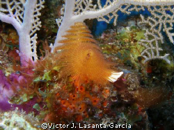 christmas tree in a sea fan base at two for you dive site... by Victor J. Lasanta Garcia 